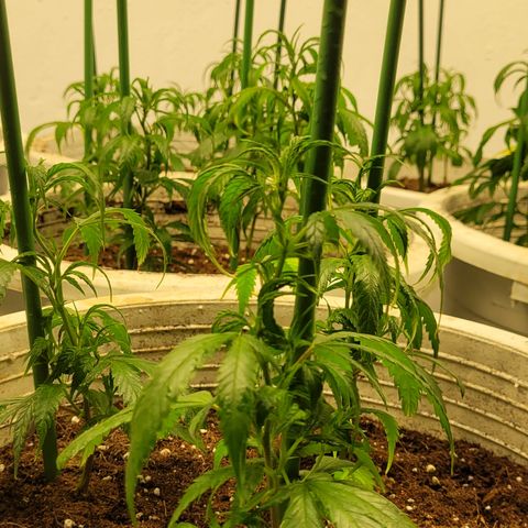 Amnesia Hi Pro growlog photo: Encañamos todas las plantas. Esta genética 100% xativa se estira y siempre es mejor guiarla desde el principio.