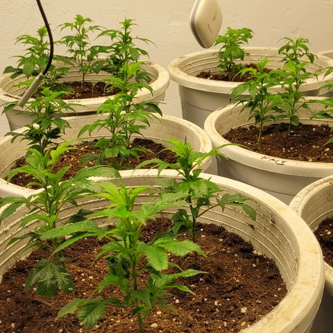 Mohan Ram growlog timeline photo