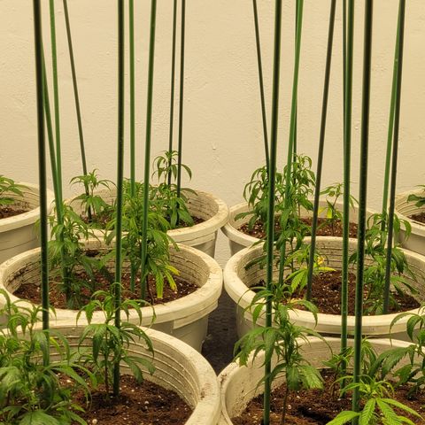 Amnesia Hi Pro growlog photo: Encañamos todas las plantas. Esta genética 100% xativa se estira y siempre es mejor guiarla desde el principio.