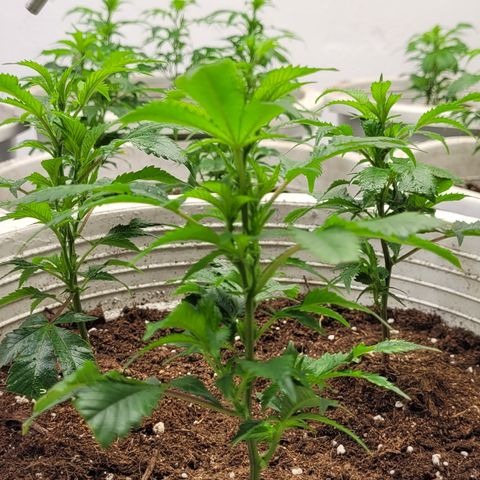 Mohan Ram growlog timeline photo
