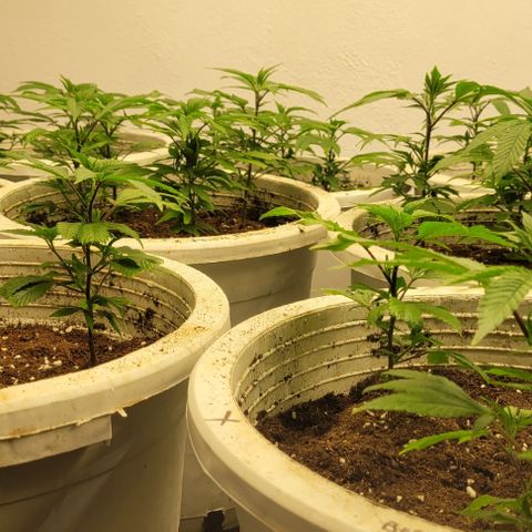 Matanuska Thunderfuck  growlog timeline photo