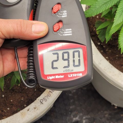 Amnesia Hi Pro growlog timeline photo