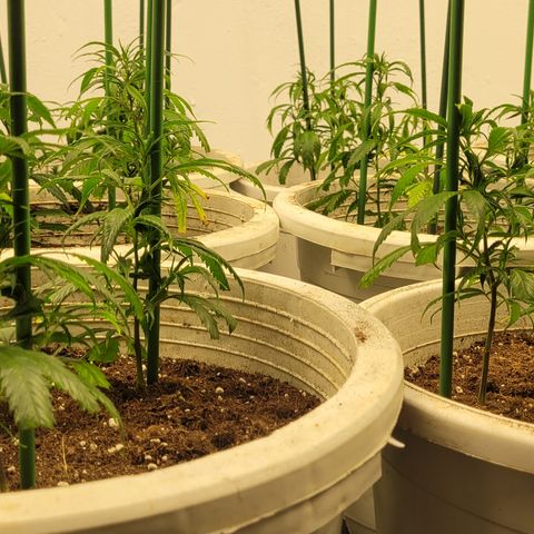 Amnesia Hi Pro growlog timeline photo