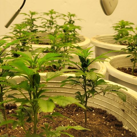 Mohan Ram growlog timeline photo