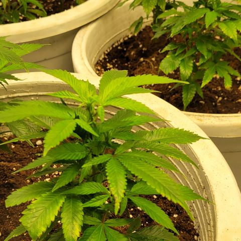 Mohan Ram growlog timeline photo