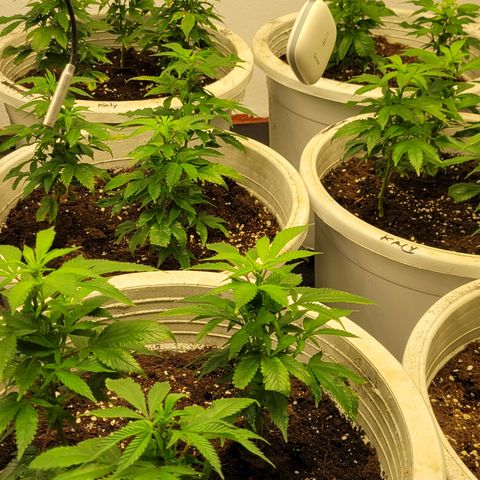 Mohan Ram growlog timeline photo