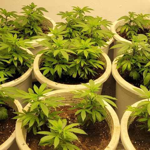 Matanuska Thunderfuck  growlog timeline photo