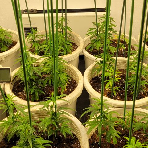Amnesia Hi Pro growlog timeline photo