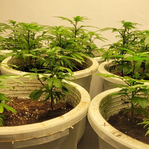 Matanuska Thunderfuck  growlog timeline photo