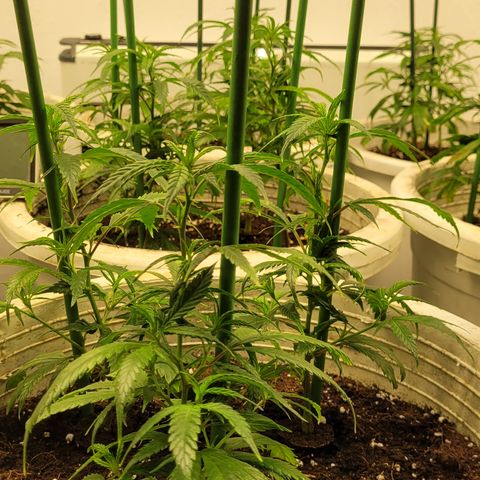 Amnesia Hi Pro growlog timeline photo