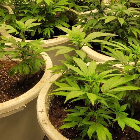 Matanuska Thunderfuck  growlog timeline photo