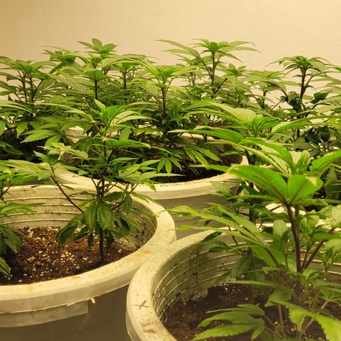 Matanuska Thunderfuck  growlog timeline photo