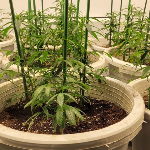 Amnesia Hi Pro growlog timeline photo