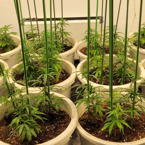 Amnesia Hi Pro growlog timeline photo