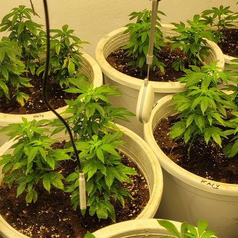 Mohan Ram growlog timeline photo