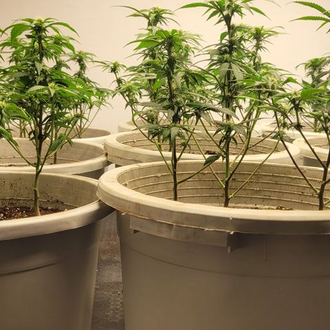 Matanuska Thunderfuck  growlog timeline photo