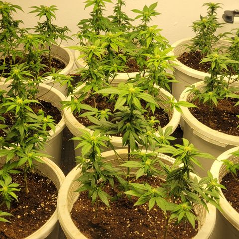 Matanuska Thunderfuck  growlog timeline photo