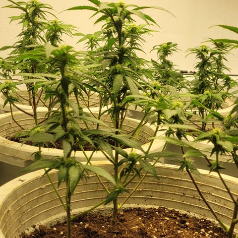 Matanuska Thunderfuck  growlog timeline photo
