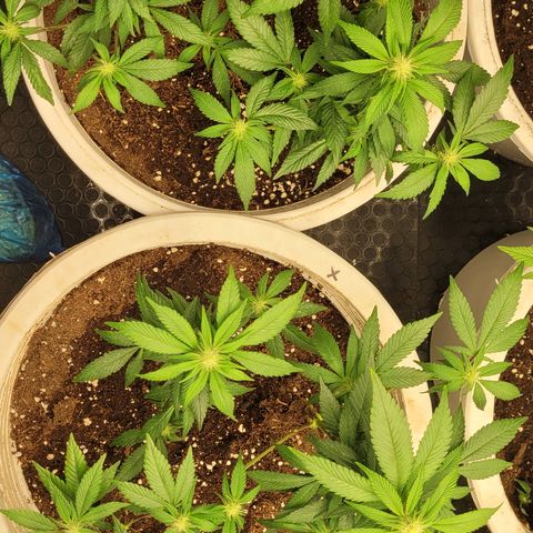 Matanuska Thunderfuck  growlog timeline photo