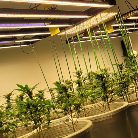 Mohan Ram growlog timeline photo