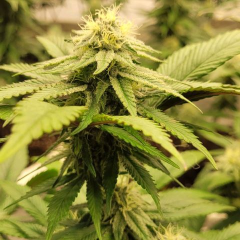 Matanuska Thunderfuck  growlog timeline photo
