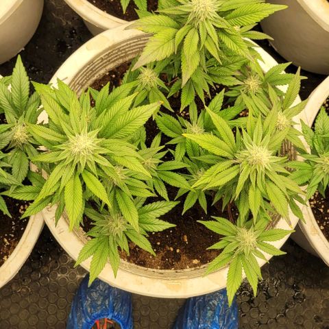 Matanuska Thunderfuck  growlog timeline photo