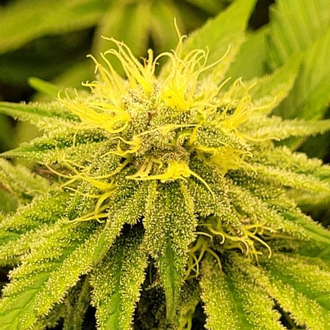 Matanuska Thunderfuck  growlog timeline photo