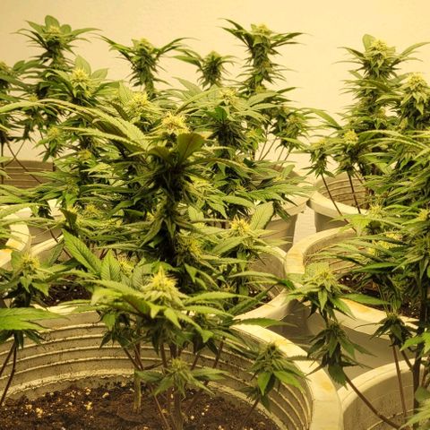 Matanuska Thunderfuck  growlog timeline photo