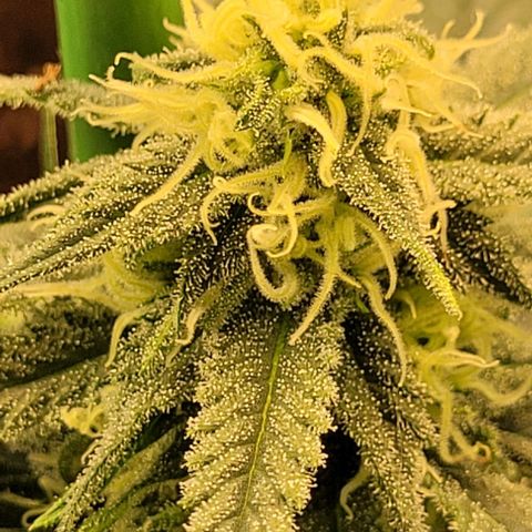 Amnesia Hi Pro growlog timeline photo