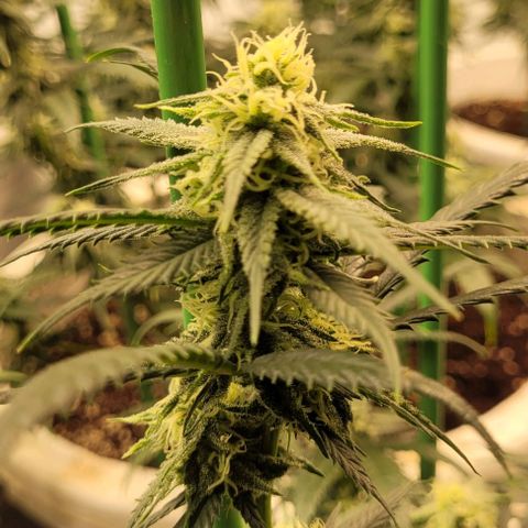 Amnesia Hi Pro growlog timeline photo