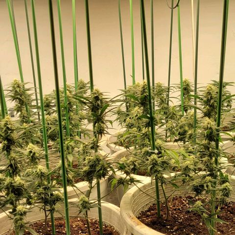 Amnesia Hi Pro growlog timeline photo