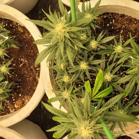 Amnesia Hi Pro growlog timeline photo