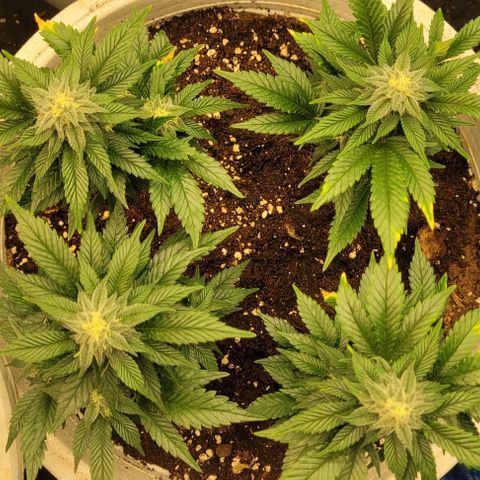Mohan Ram growlog timeline photo