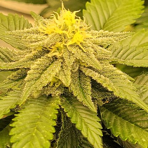 Mohan Ram growlog timeline photo