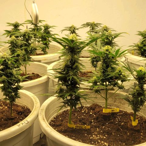 Mohan Ram growlog timeline photo