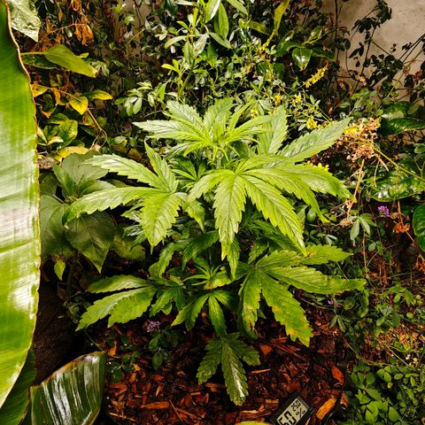 Flacher roter Brei growlog timeline photo