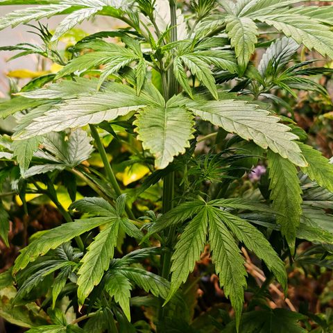 Flacher roter Brei growlog timeline photo