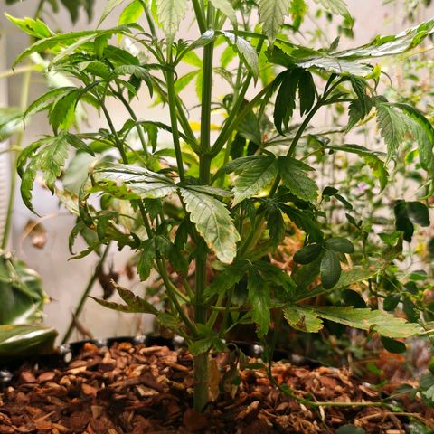 Flacher roter Brei growlog timeline photo