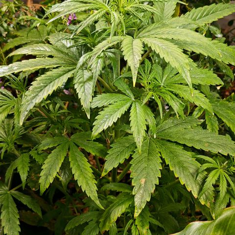 Flacher roter Brei growlog timeline photo