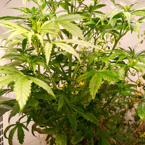 Flacher roter Brei growlog timeline photo