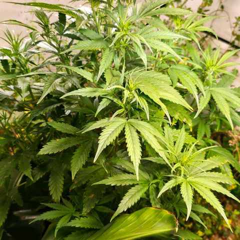 Flacher roter Brei growlog timeline photo