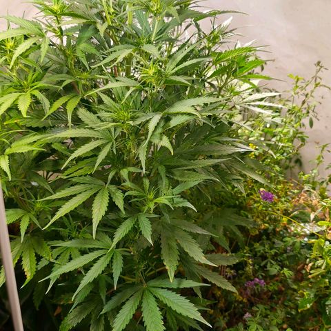 Flacher roter Brei growlog timeline photo