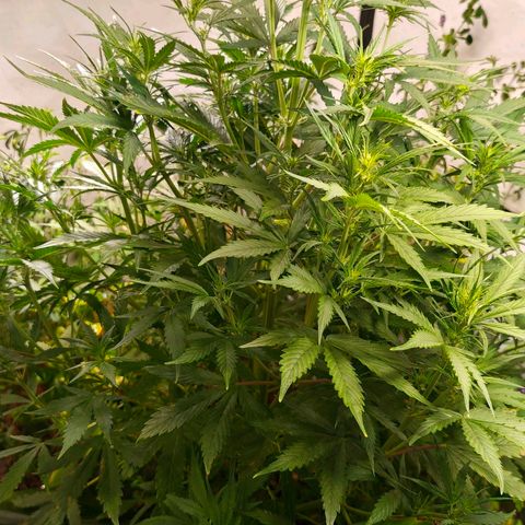 Flacher roter Brei growlog timeline photo