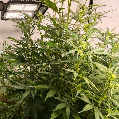 Flacher roter Brei growlog timeline photo