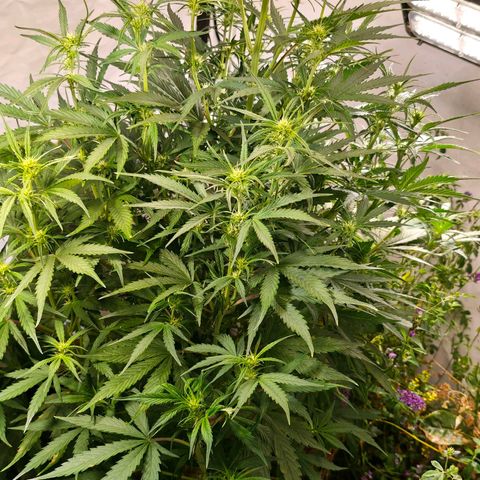 Flacher roter Brei growlog timeline photo