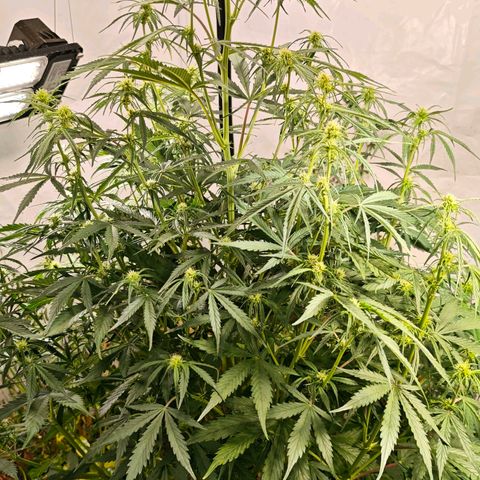 Flacher roter Brei growlog timeline photo