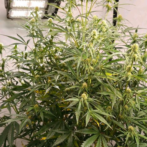 Flacher roter Brei growlog timeline photo