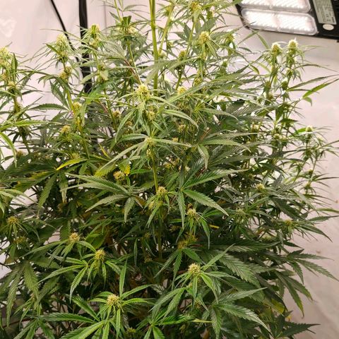 Flacher roter Brei growlog timeline photo