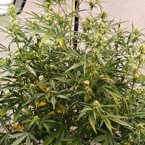 Flacher roter Brei growlog timeline photo