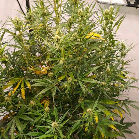Flacher roter Brei growlog timeline photo